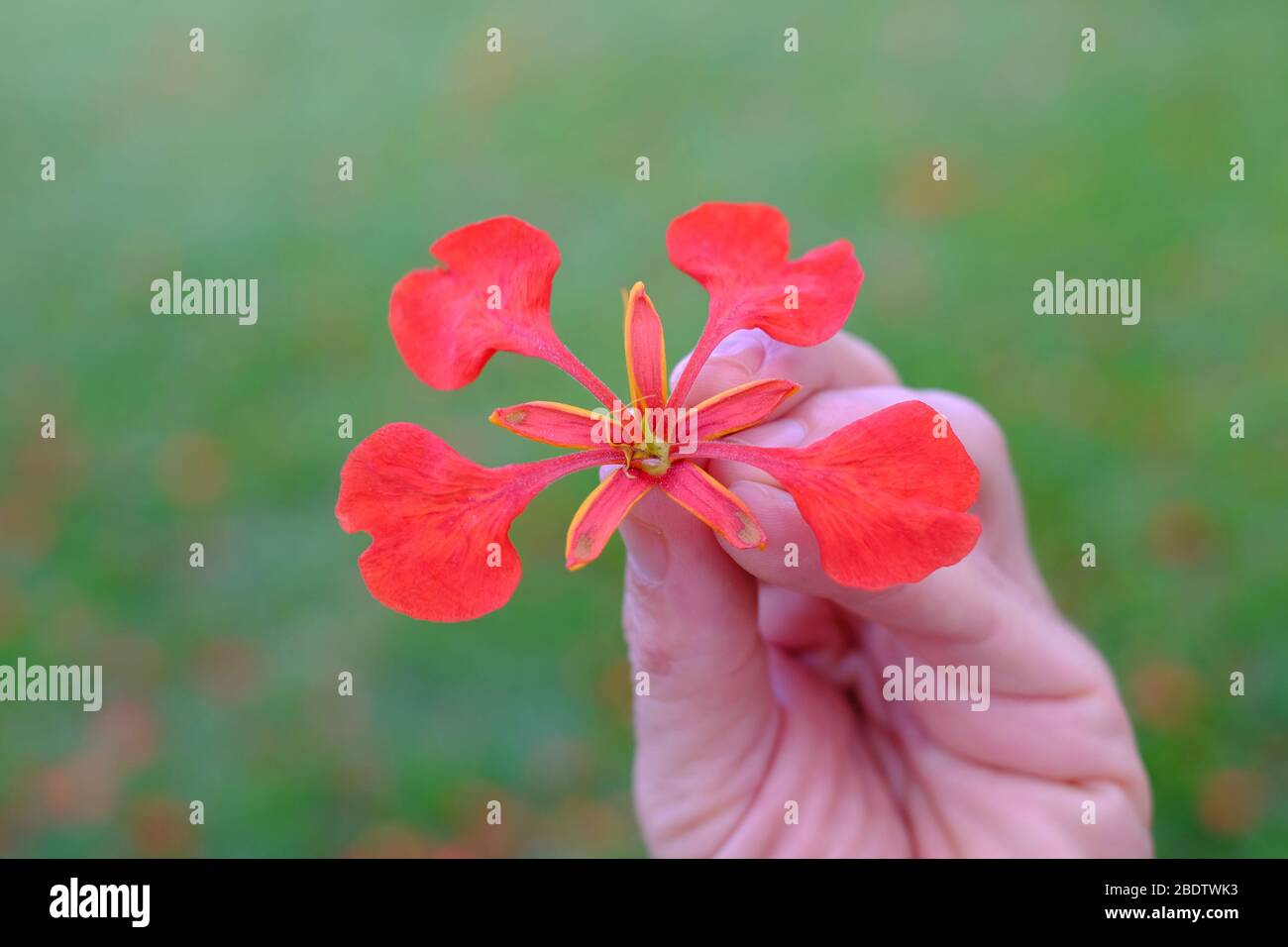 Fleur rouge de flamme de l'arbre forestier (Delonix regia), à main sur fond vert flou floral. Banque D'Images