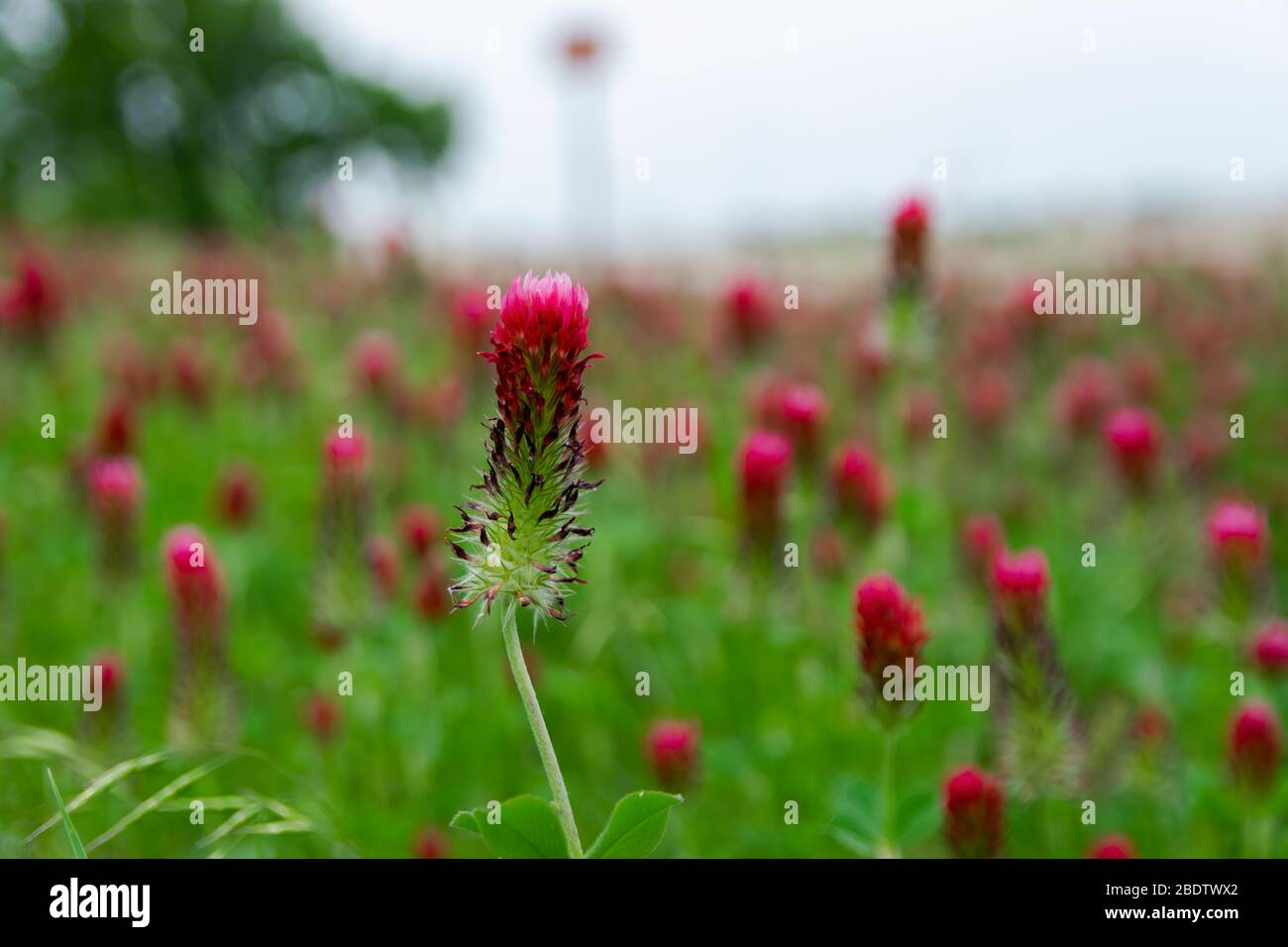 Gros plan d'une belle fleur de trèfle rouge foncé et rose vif fleurit dans un champ de bord de route rempli d'une couverture de fleurs. Banque D'Images