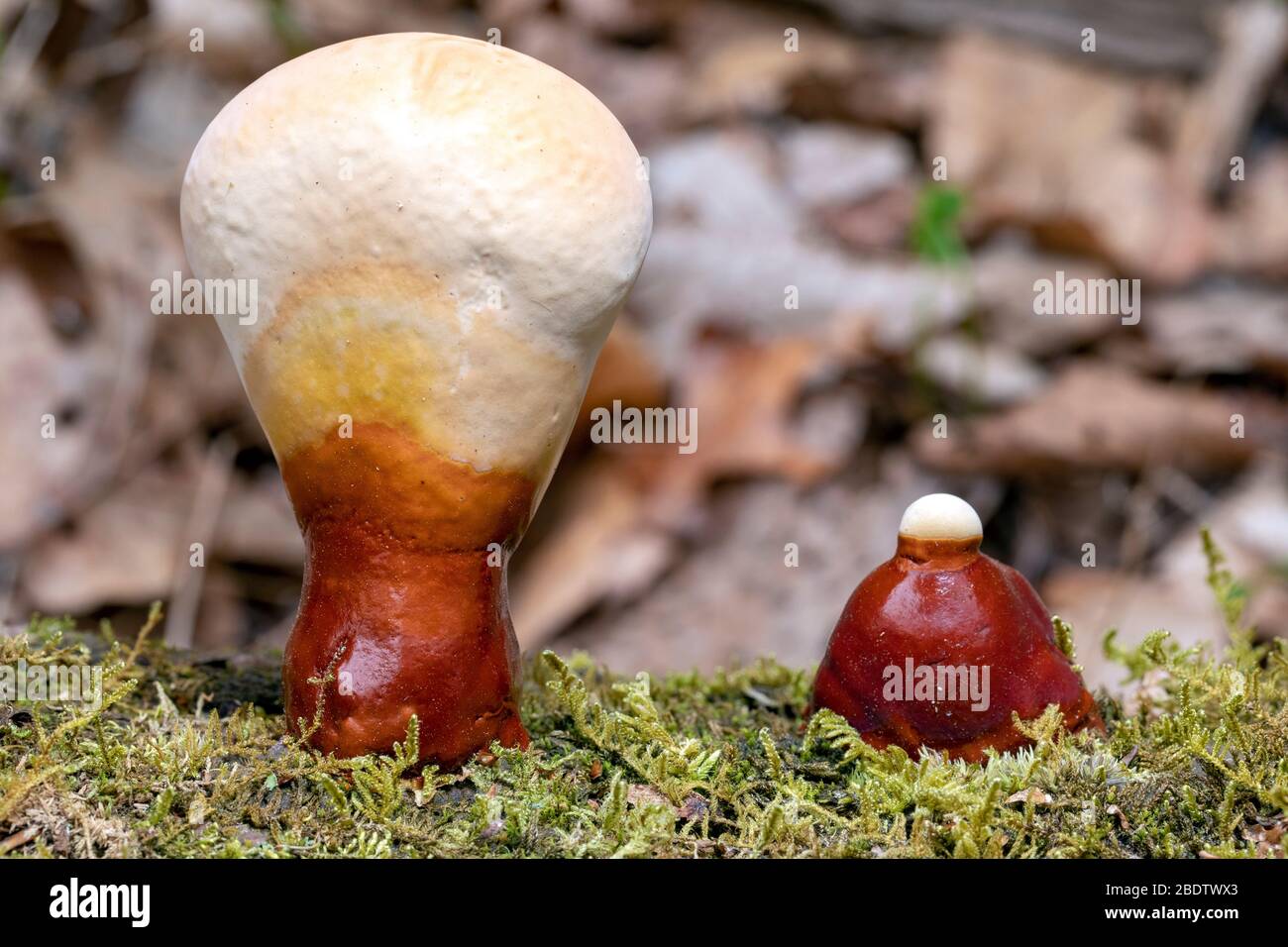 Ganoderma espèces de champignons polypores qui poussent sur le tronc d'arbre tombé - Pisgah National Forest, Brevard, Caroline du Nord, États-Unis Banque D'Images