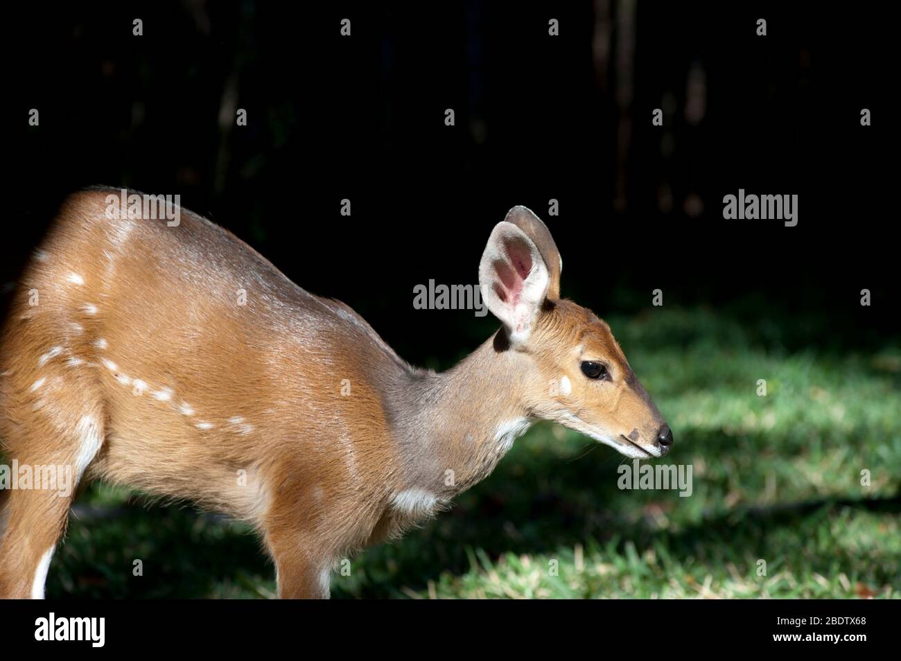 Busbuck, Tragelaphus scriptus, Parc national Kruger, province de Mpumalanga, Afrique du Sud,Afrique Banque D'Images