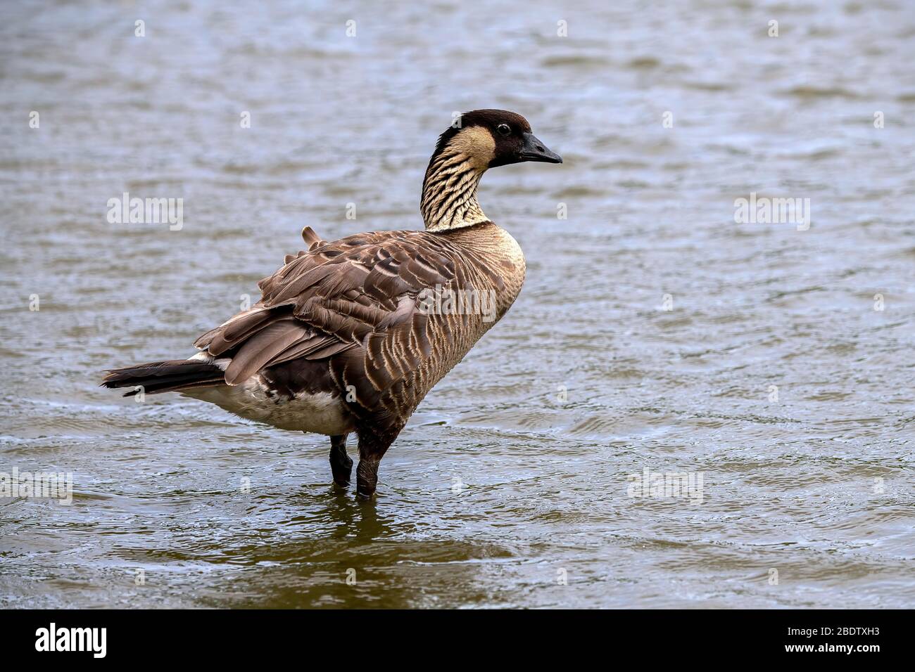 OIE hawaïenne, également Nene (Branta sandvicensis), debout dans l'eau, Maui, Hawaï Banque D'Images