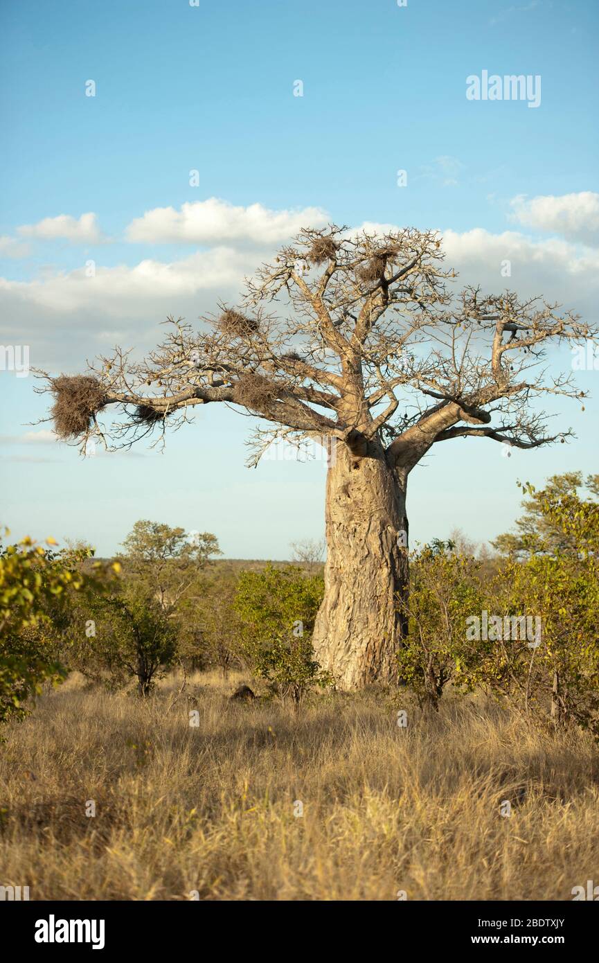 Baobob Tree, Adansonia digitata, avec des nids de castors à Buffalo à bec rouge, Bubalornis niger, Parc national Kruger, province de Mpumalanga, Afrique du Sud Banque D'Images