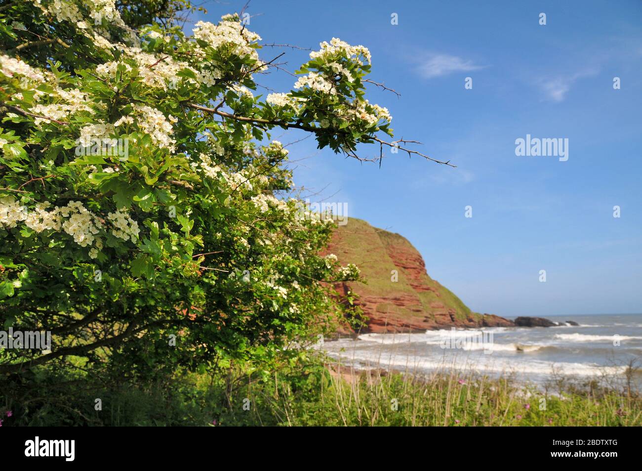 Une section des falaises rouges de l'arborath sanstone au printemps avec un arbre fleuri blanc en premier plan. Banque D'Images