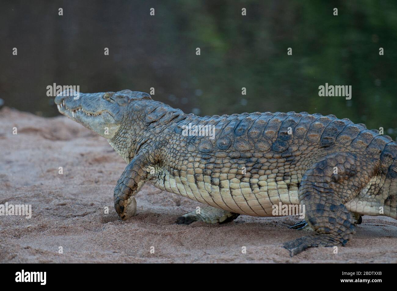 Crocodile du Nil, Crocodylus niloticus, marche sur le banc de sable au bord du fleuve, Parc national Kruger, province de Mpumalanga, Afrique du Sud, Afrique Banque D'Images