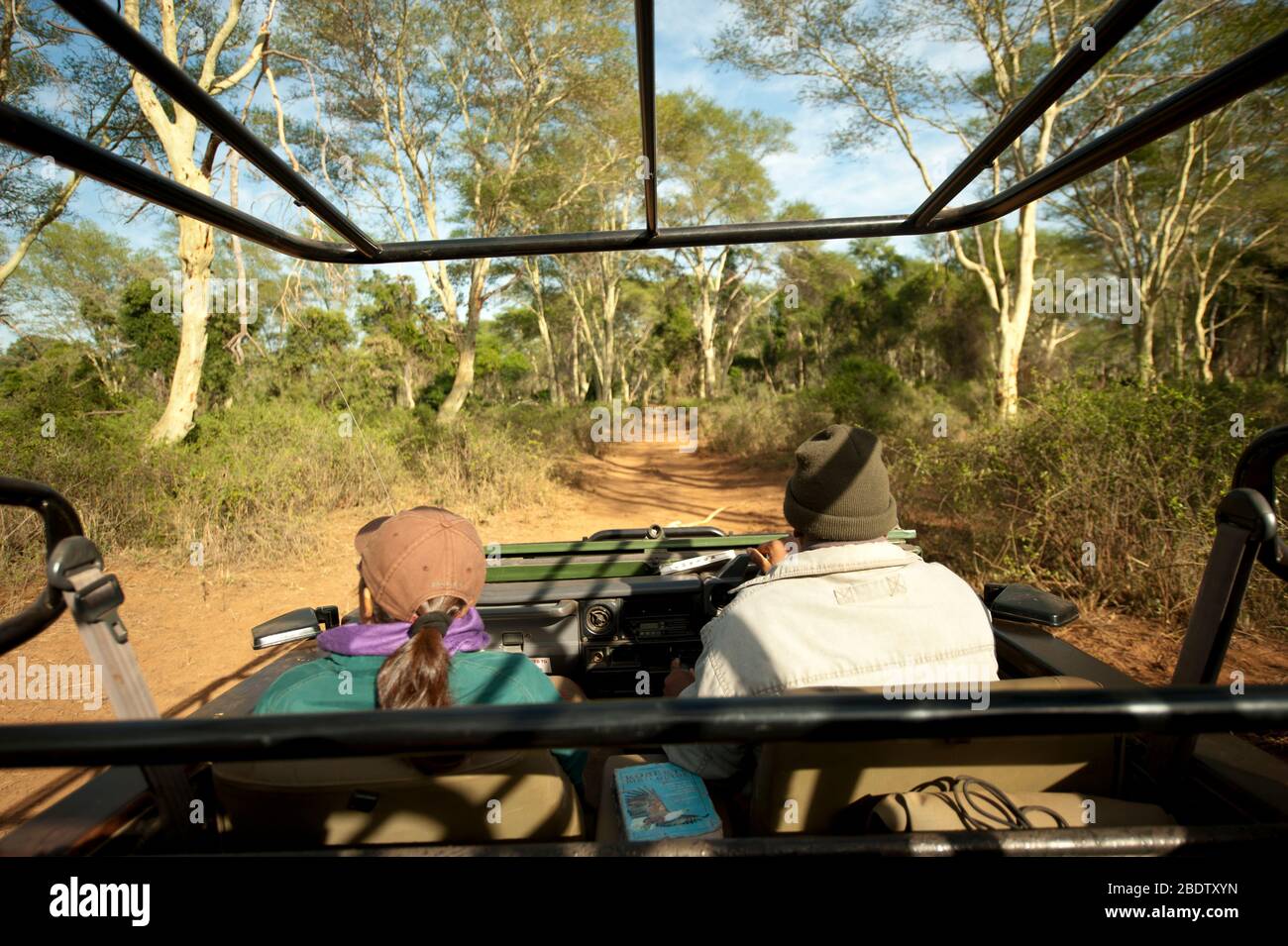 Tourisme en voiture de jeu conduite à travers la forêt d'arbres de fièvre jaune, Acacia xanthophloea, parc national Kruger, province de Mpumalanga Banque D'Images