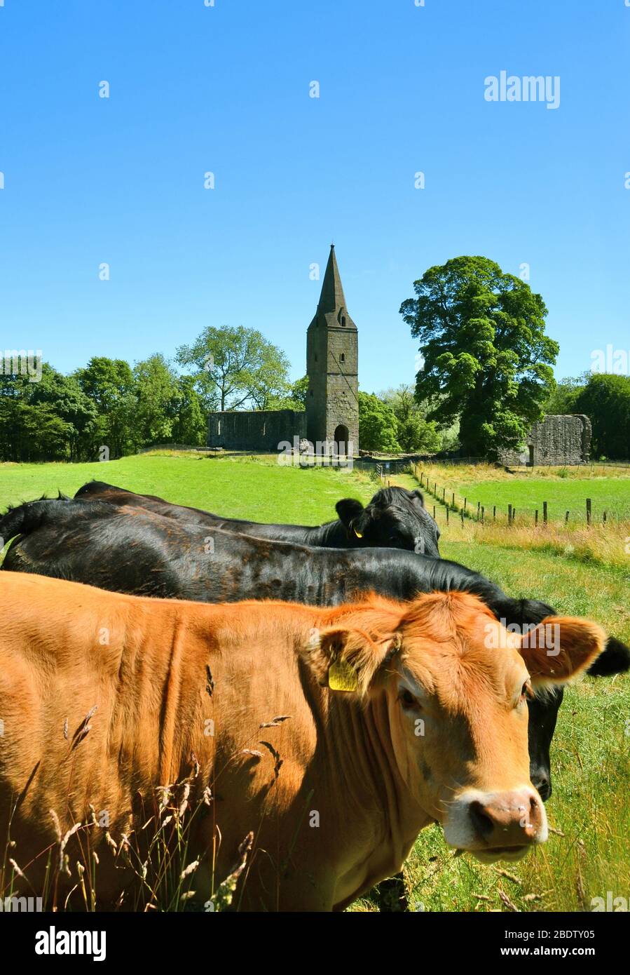 Ruines du Prieuré de Restenneth d'Augustiaian au XIIe siècle près de la ville de forfar à Angus avec bétail au premier plan. Banque D'Images