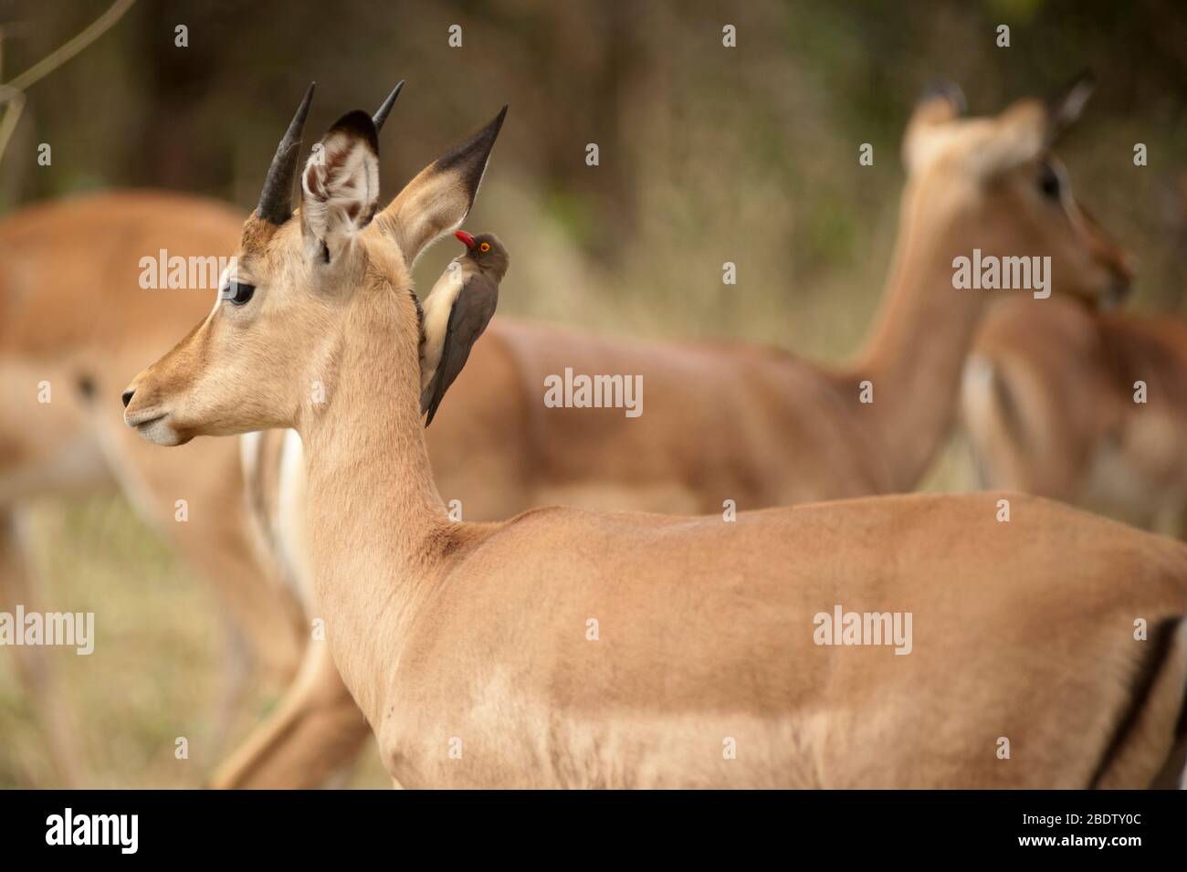 Impala, Aepyceros melampus, avec l'Oxpecker à Redbet, Buphagus erythrorhynchus, Parc national Kruger,Province de Mpumalanga, Afrique du Sud, Afrique Banque D'Images