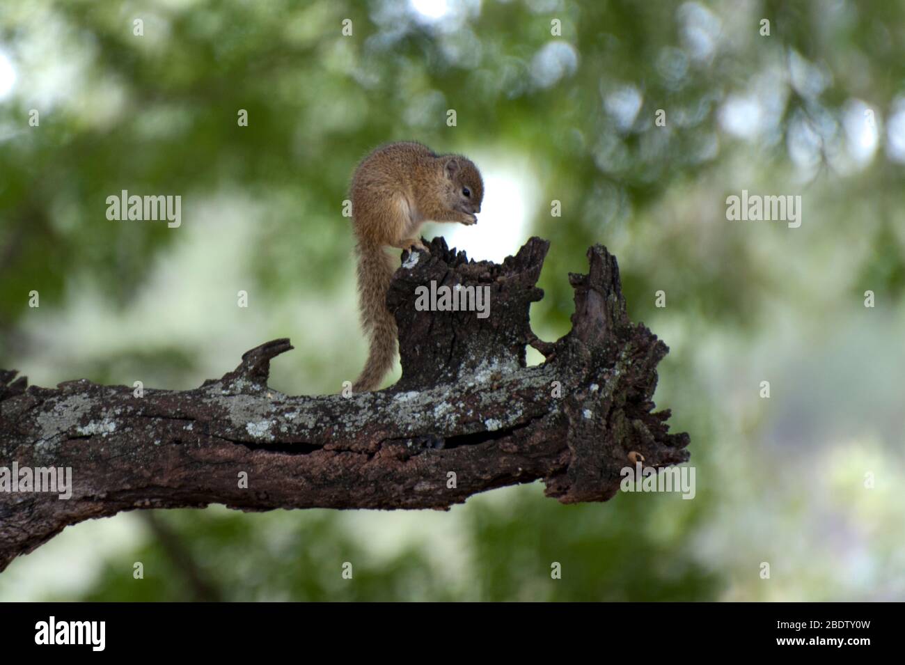 Écureuil terrestre, Xerus inauris, manger sur place, Parc national Kruger, province de Mpumalanga,Afrique du Sud, Afrique Banque D'Images