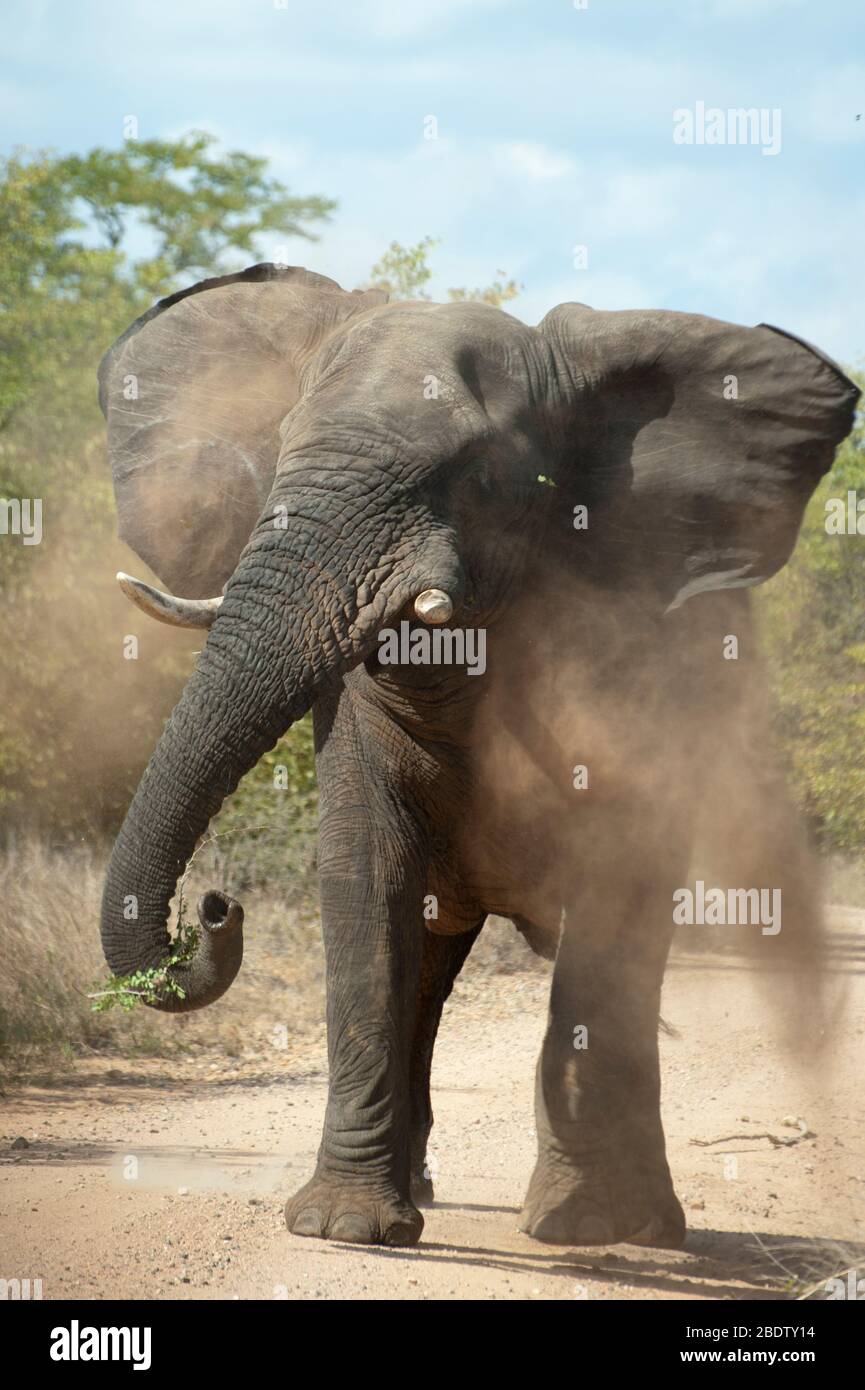 Éléphant de Bush africain, Loxodonta africana, dans une posture agressive et la poussière de soufflage, Parc national Kruger, province de Mpumalanga, Afrique du Sud, Afrique Banque D'Images