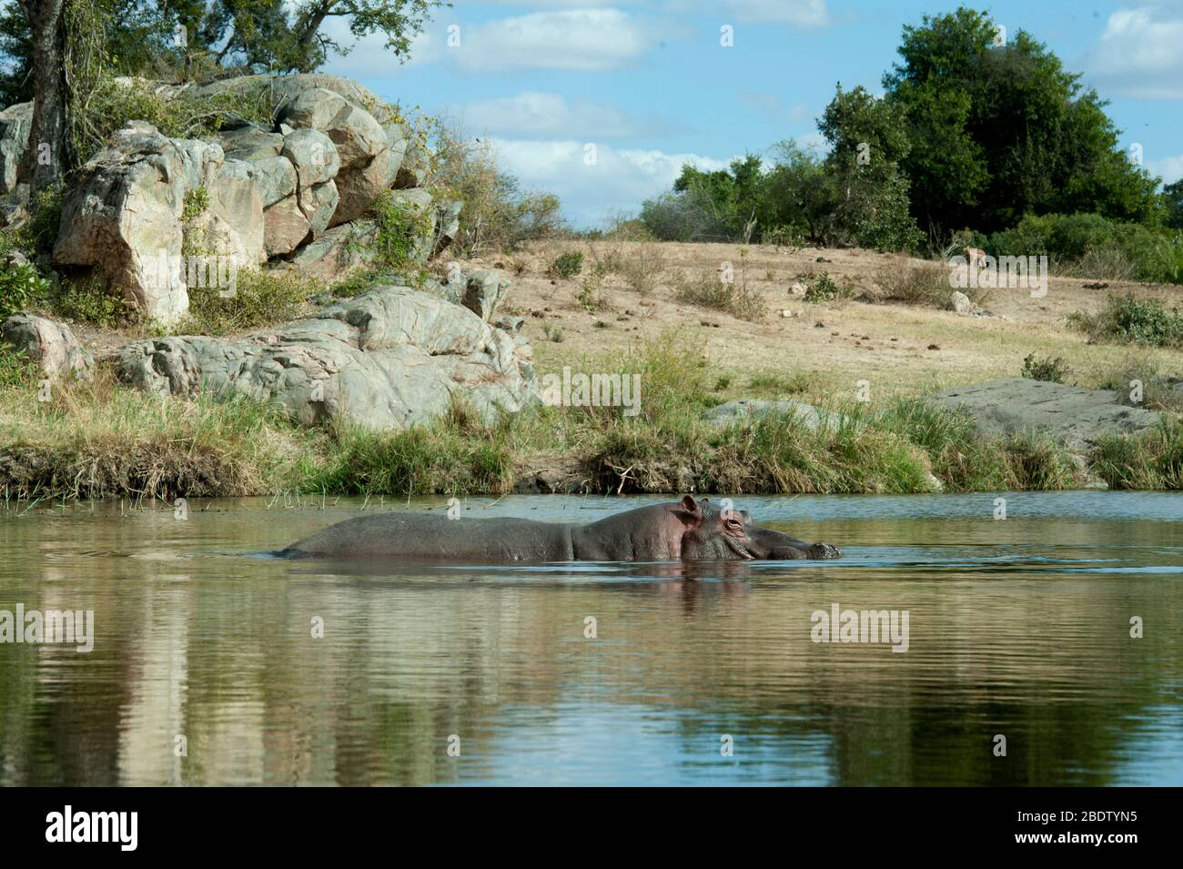 Hippopotame, Hippopotamus amphibius, vulnérable, partiellement submergé dans l'eau, Parc national Kruger, province de Mpumalanga, Afrique du Sud, Afrique Banque D'Images