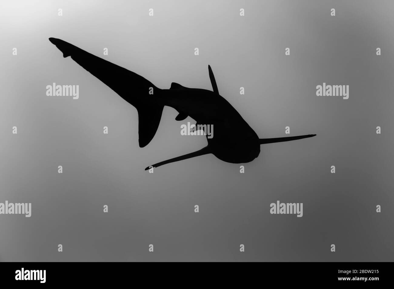 Silhouette d'un requin soyeux (Carcharhinus falciformis) pour dîner, îles Revillagigedo, Mexique, Océan Pacifique est, noir et blanc Banque D'Images