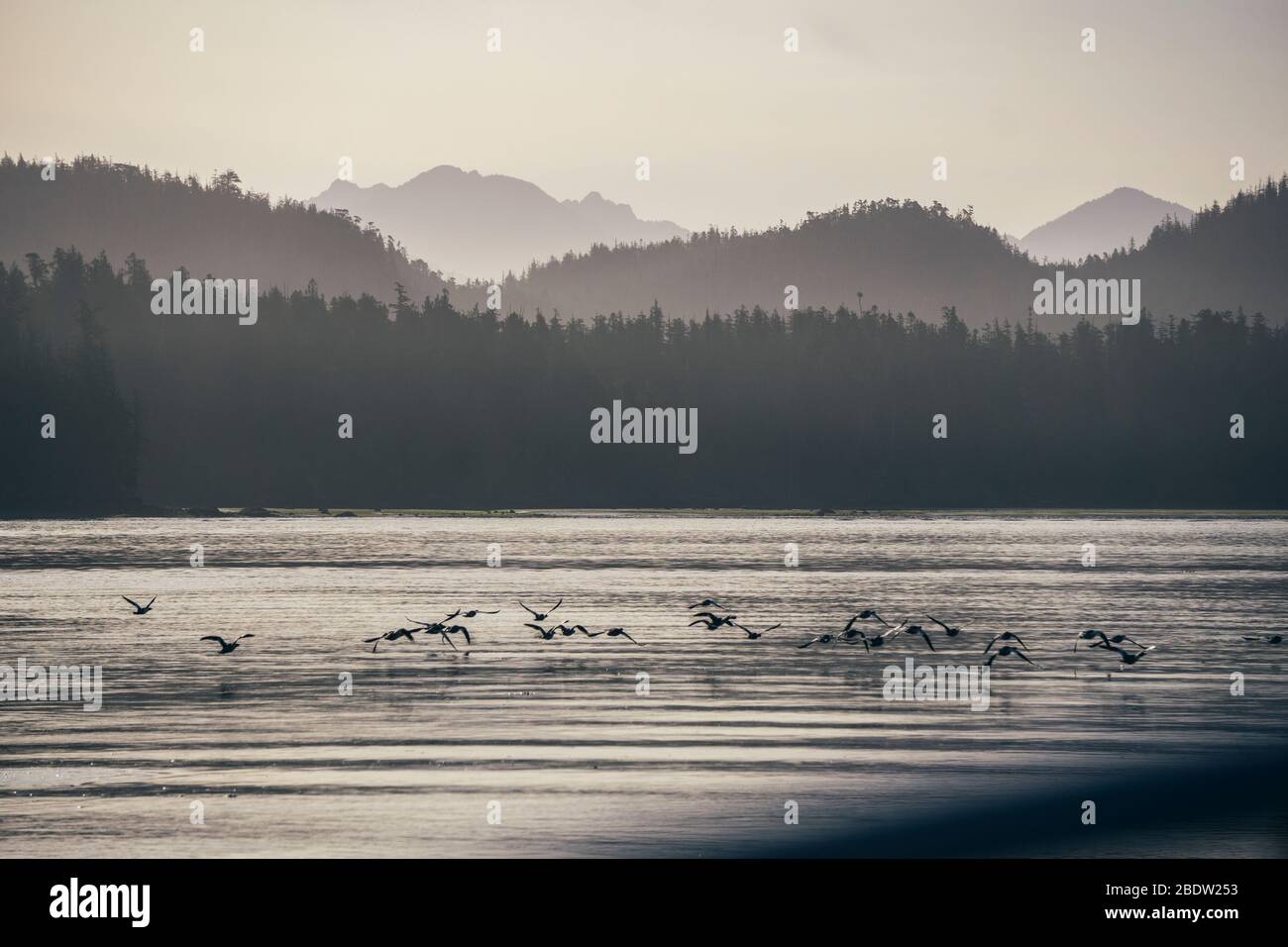 Les forêts, les îles et les montagnes font des couches sous le soleil de Tofino Canada. Banque D'Images