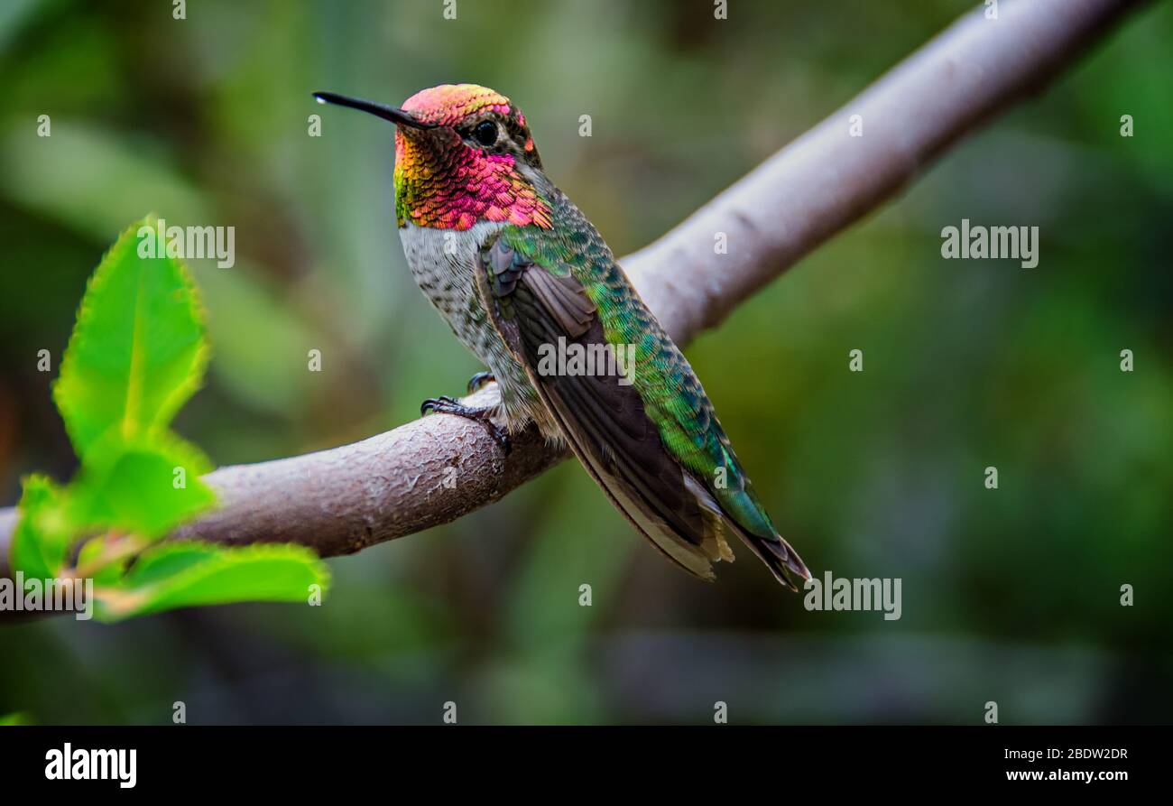 Homme Anna's Hummingbird assis sur une branche montrant Gorget Banque D'Images