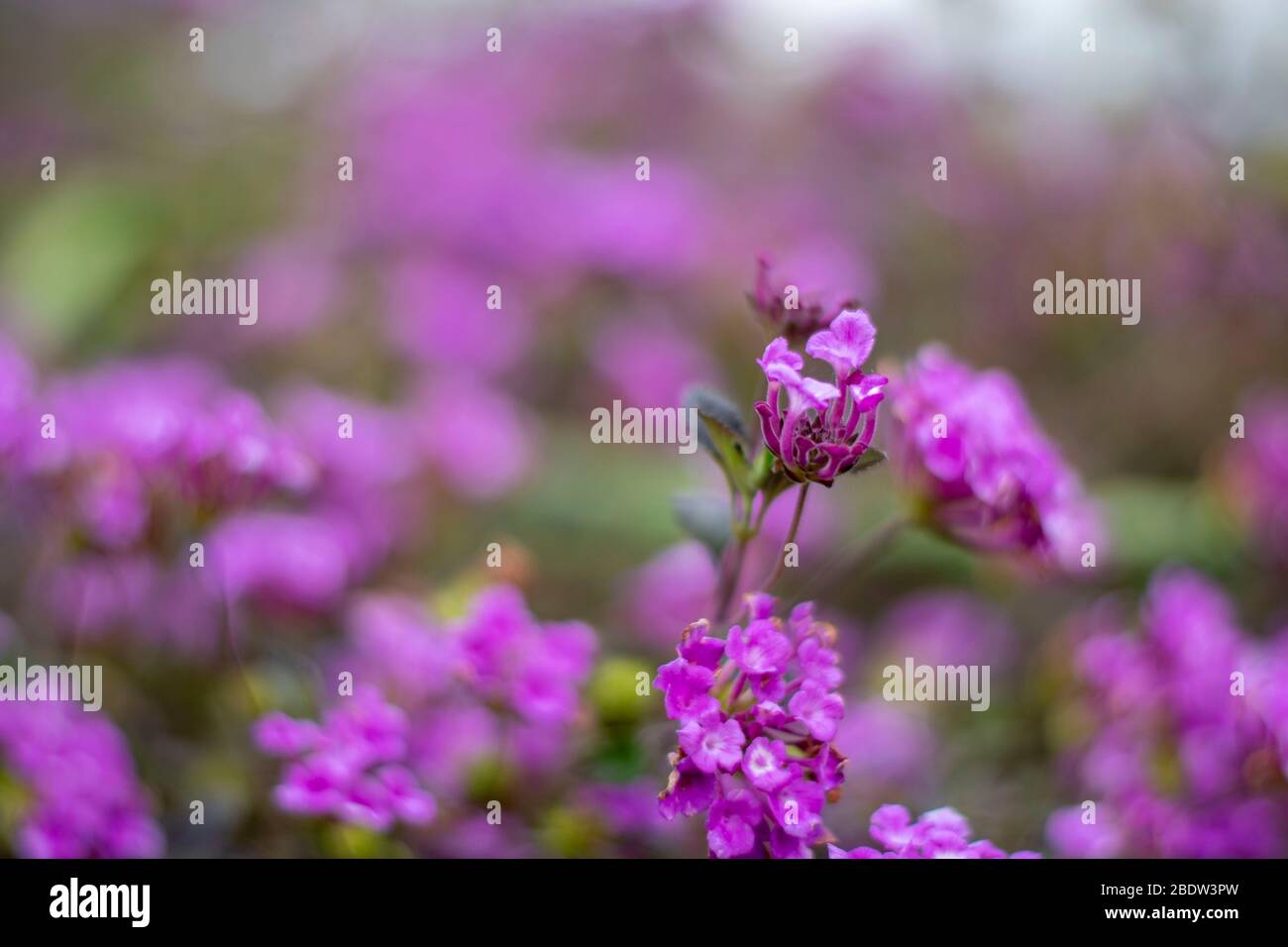 Printemps apporte beaucoup de fleurs en Californie. Banque D'Images