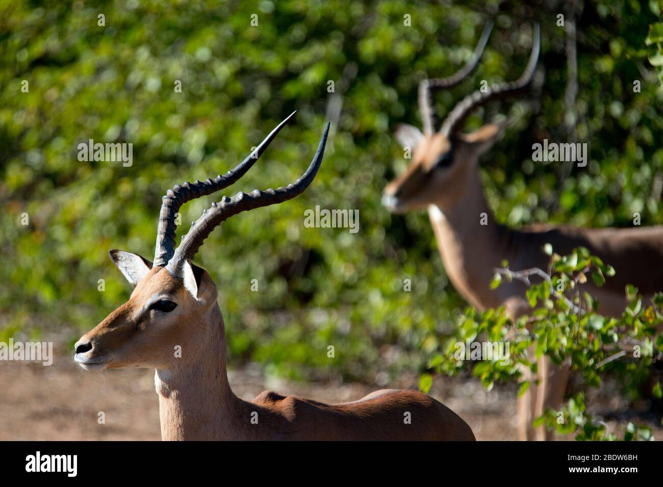 Impalas, Aepyceros melampus, homme à la recherche d'alerte, Parc national Kruger, province de Mpumalanga, Afrique du Sud, Afrique Banque D'Images