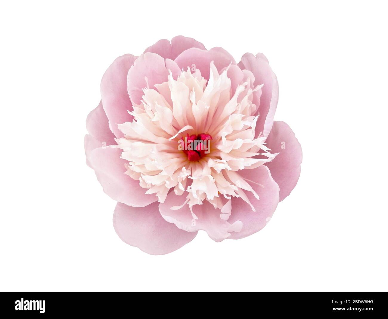 Japonais, type anemone de floraison. Pivoine rose isolée sur fond blanc Banque D'Images