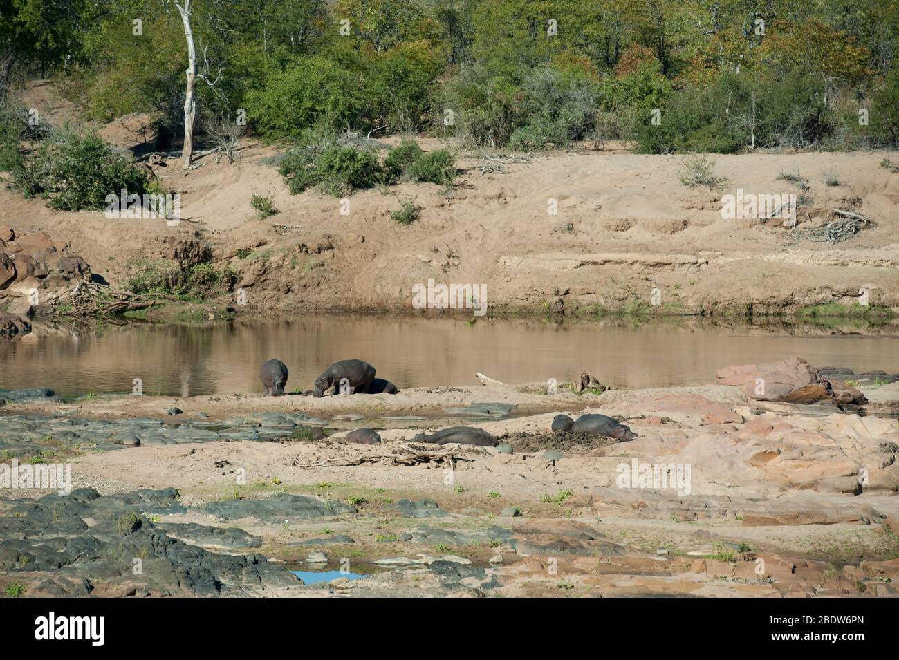 Hippopotame, Hippopotamus amphibius, vulnérable, gousse reposant sur un banc de sable au bord de la rivière, Parc national Kruger, province de Mpumalanga, Afrique du Sud, Afrique Banque D'Images