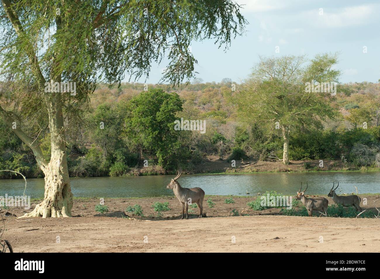 Waterbuck, Kobus ellipsiprymnus, par arbre de fièvre jaune, Vachellia xanthophloea, par rivière, Parc national Kruger, province de Mpumalanga,Afrique du Sud Banque D'Images