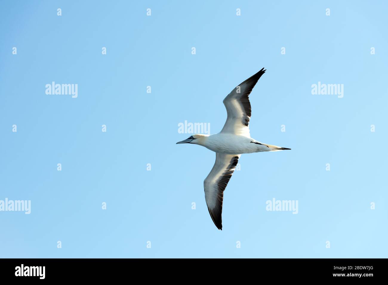 Ginet volant sur le ciel bleu. Photographie d'animaux sauvages Banque D'Images