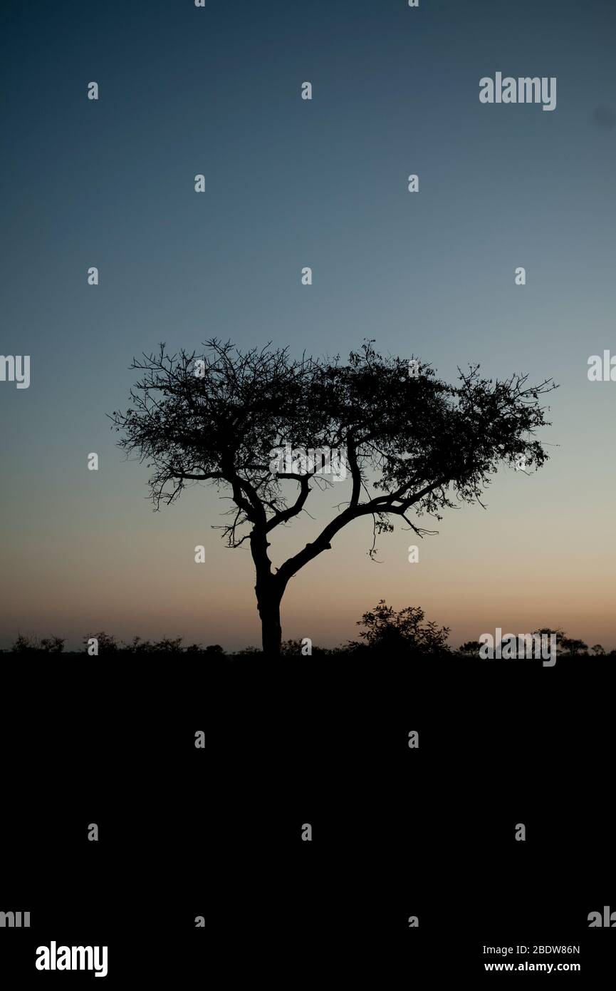 Silhouette d'arbre au crépuscule, Parc national Kruger, province de Mpumalanga, Afrique du Sud, Afrique Banque D'Images