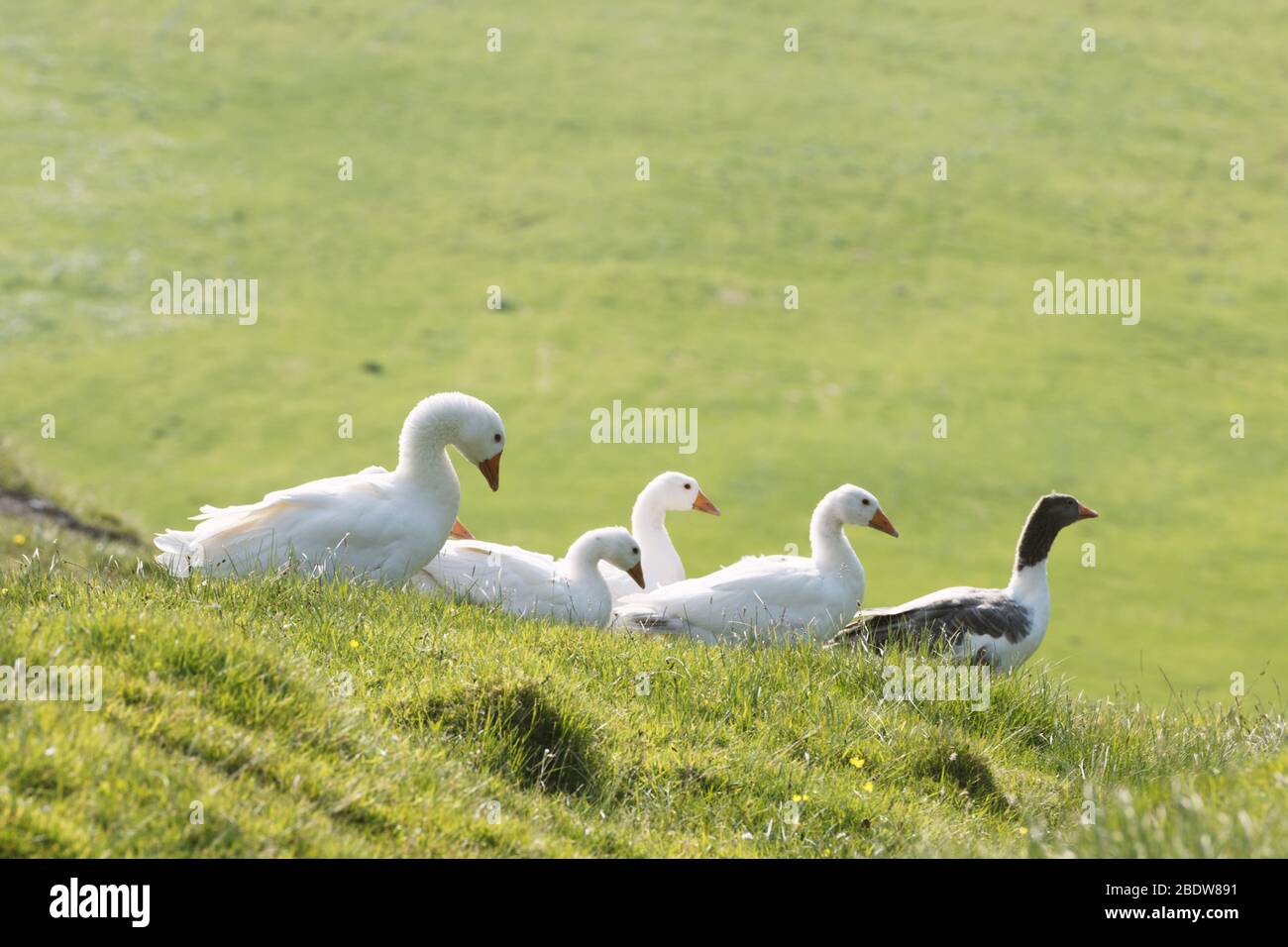 Oies domestiques blanches et grises dans l'herbe verte. Îles Féroé, Danemark Banque D'Images