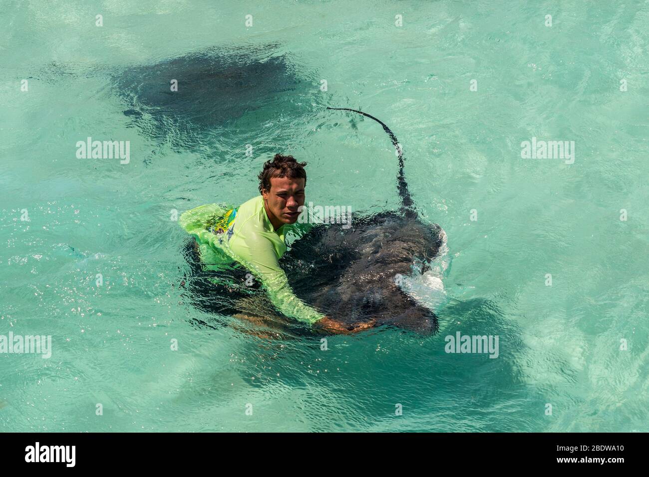 George Town, Grand Cayman Islands, Royaume-Uni - 23 avril 2019 : Guide et Stingray à la ville sauvage de Stingray sur Gran Cayman, îles Caïmanes. Gris Stic Banque D'Images