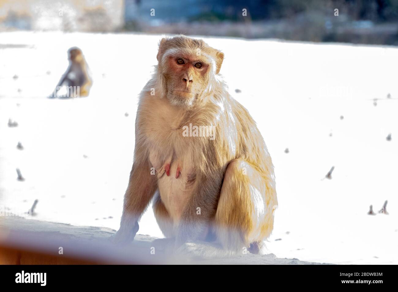 Un singe assis sur le toit de la maison Banque D'Images