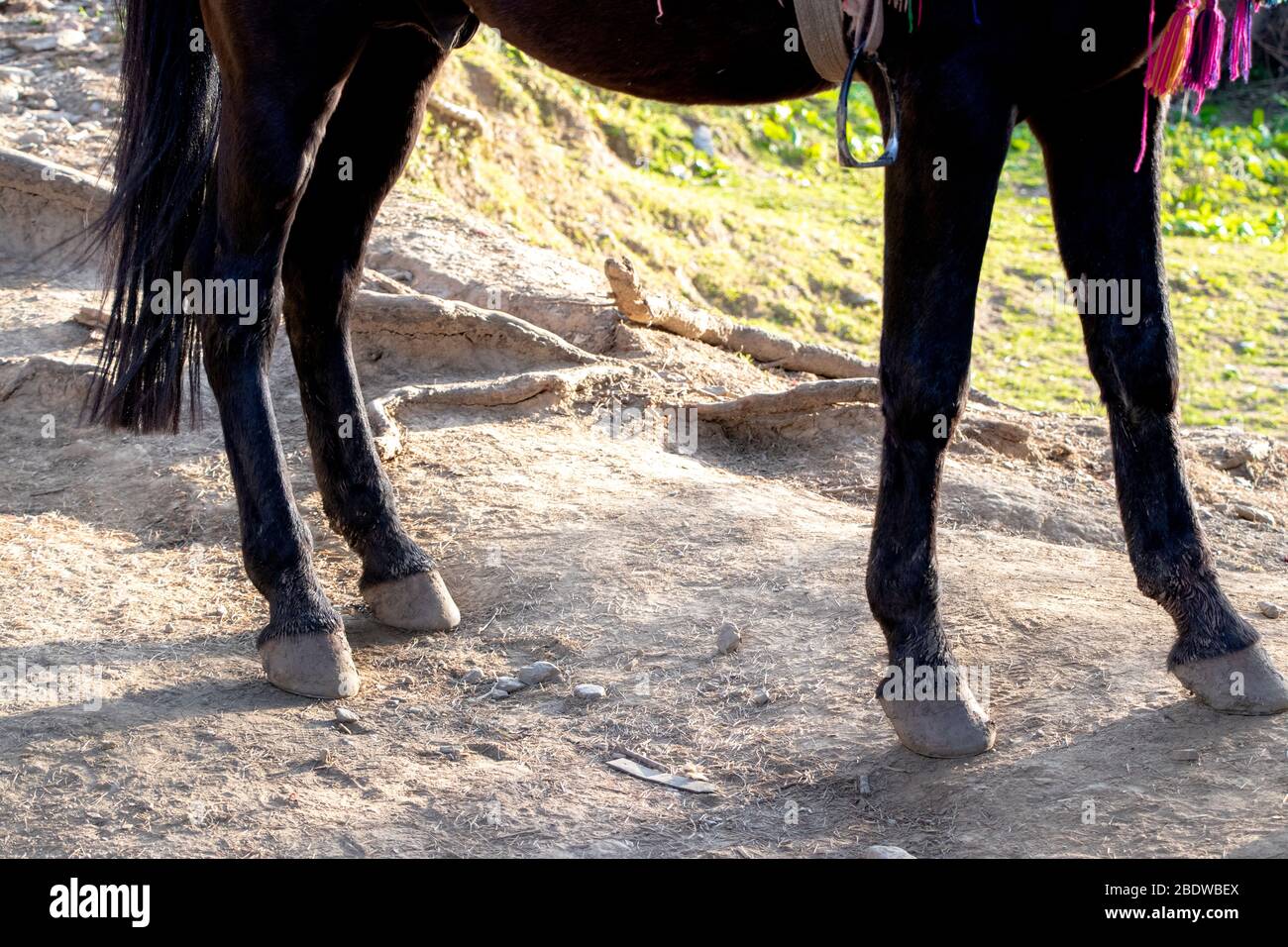 Gros plan sur les pattes brunes de cheval et les sabots Banque D'Images