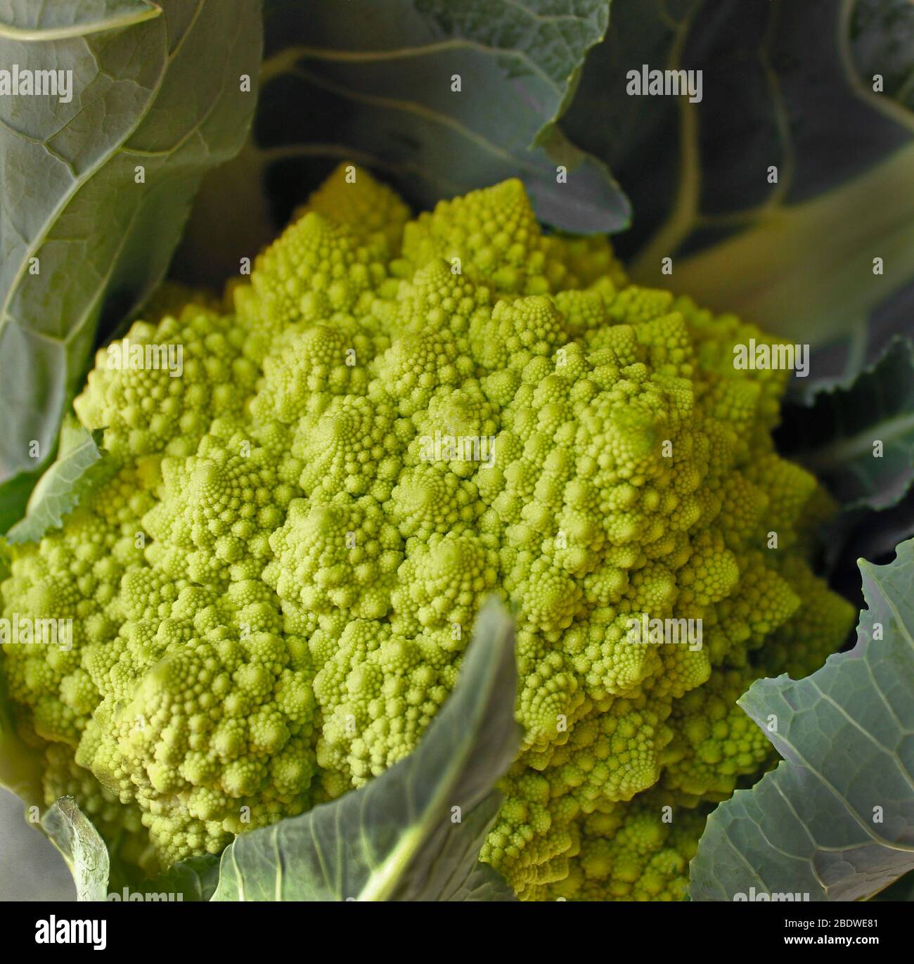 Legumes Romanesco Frais Coupes Chou Fleur Vert Photo Stock Alamy