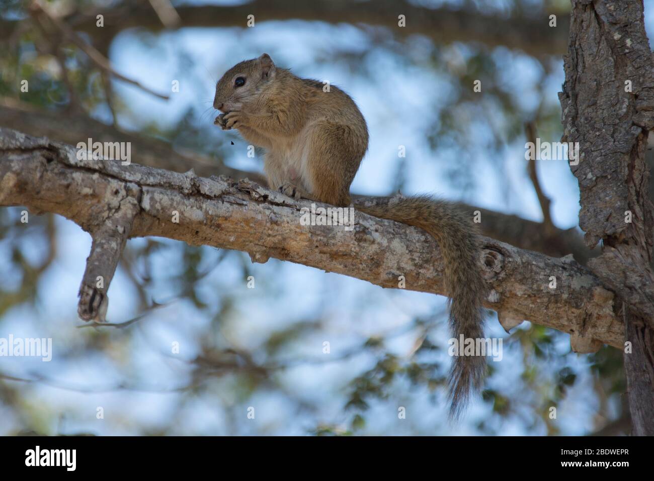Écureuil d'Afrique du Sud, Xerus inauris, manger sur place, Parc national Kruger, province de Mpumalanga,Afrique du Sud, Afrique Banque D'Images
