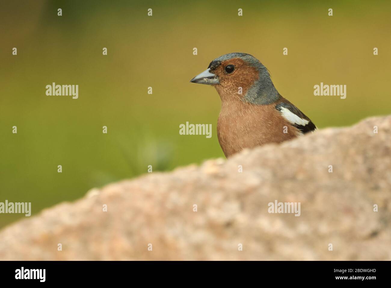 Un petit oiseau de chaffin (les coelebs de Fringilla) se cache derrière une roche dans la nature. Oiseau de sérine sauvage dans la famille finch avec fond vert vif à Germa Banque D'Images