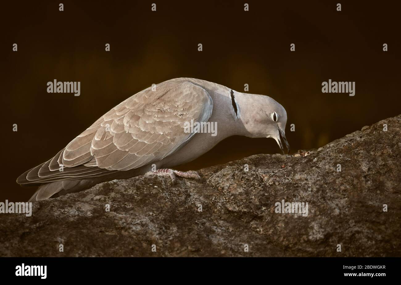 Colombe (Streptopelia decaocto) assise sur une roche dans la nature et manger des aliments pour oiseaux, isolée sur un fond brun Banque D'Images