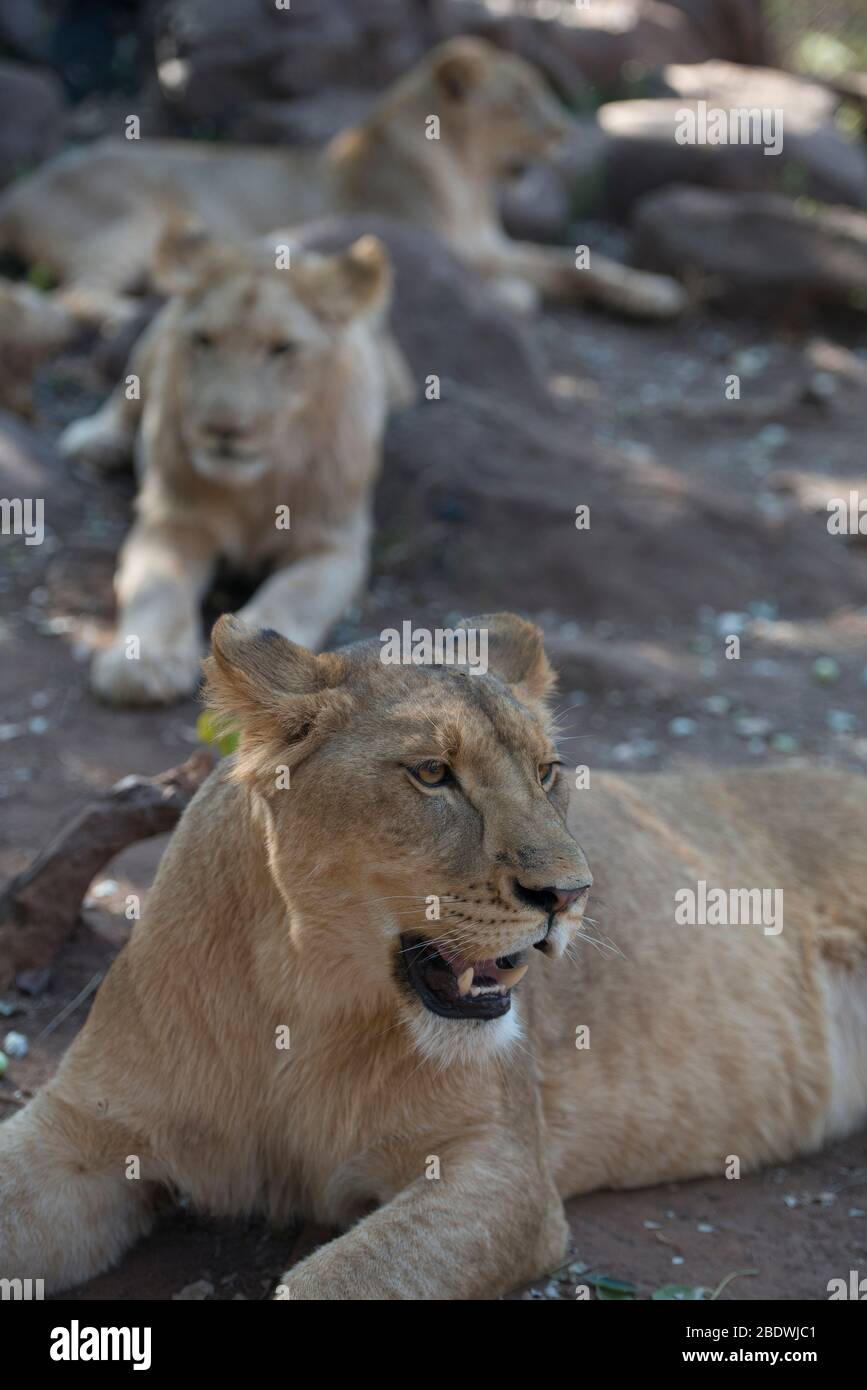 Lions, Panthera leo, Tzaneen Lion et Predator Park, près de Tzaneen, district de Tzaneen, province de Limpopo, Afrique du Sud Banque D'Images