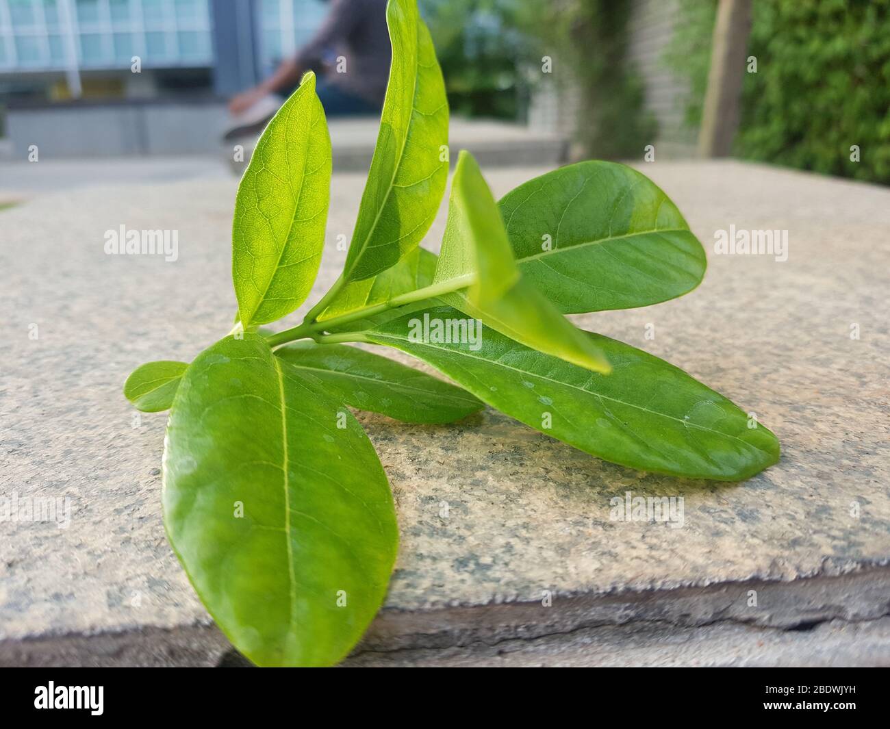 Jaune Allamanda cathartica sur fond de pierre Banque D'Images