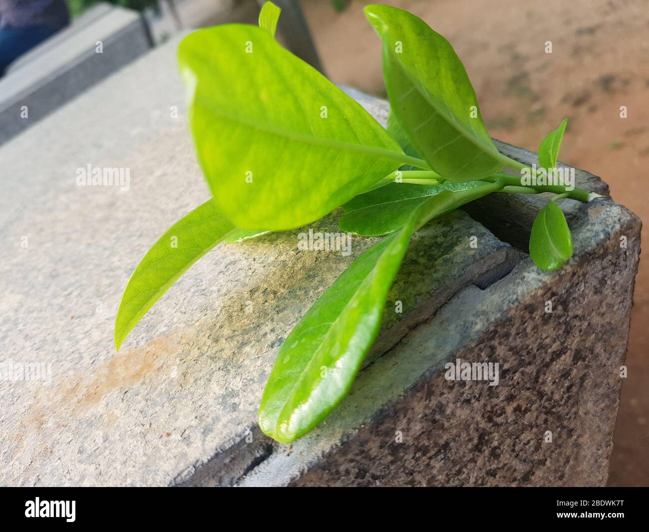 Jaune Allamanda cathartica sur fond de pierre Banque D'Images