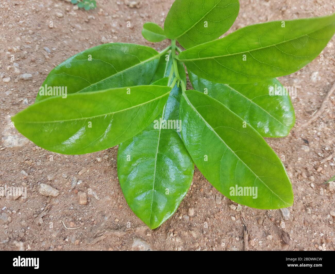 Jaune Allamanda cathartica sur fond de pierre Banque D'Images