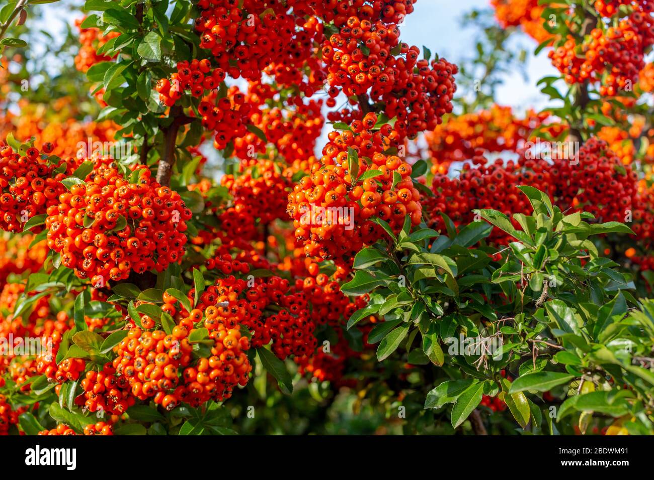 Branches de Pyracantha avec baies mûres d'orange vif. Magnifique nature. Banque D'Images