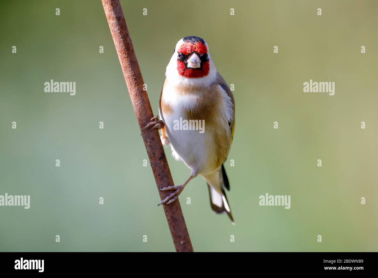 Un Goldfinch (Carduelis carduelis) se perche au soleil par un beau matin dans le Sussex de l'est, Royaume-Uni. Crédit : Ed Brown/Alamy Live News Banque D'Images
