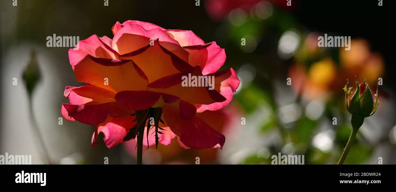 Rose colorée en premier plan au milieu du jardin avec fond flou Banque D'Images