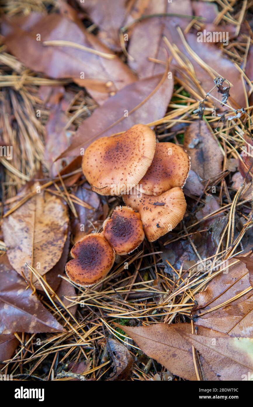 Groupe de champignons comestibles agarics miel connu sous le nom de l'Armillaria mellea dans une forêt de conifères de l'automne entre les feuilles rouge et jaune. Banque D'Images