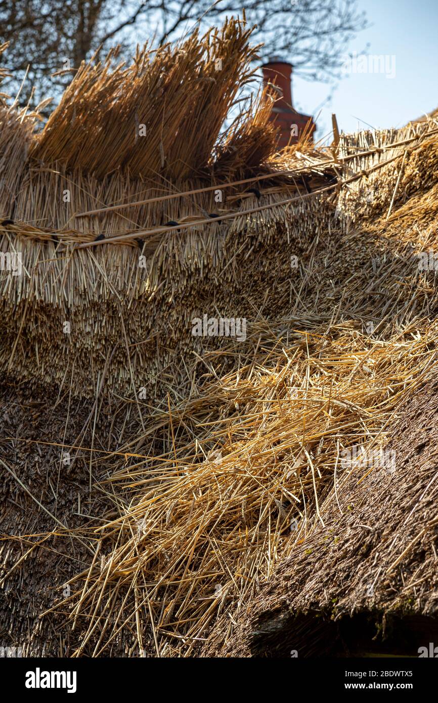 Toit de chaume, toit, réparation, ferme, industrie de la construction, travail, Pays-Bas, Reed - famille des graminées, Thatcher de toit, Roofer, bâtiment - activité, Banque D'Images