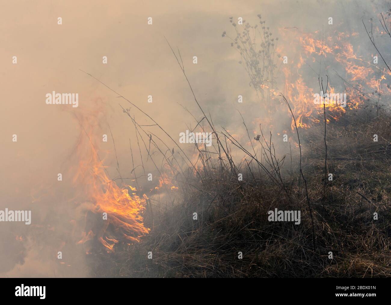 feu dans la steppe, l'herbe brûle tout détruisant dans son chemin. Banque D'Images