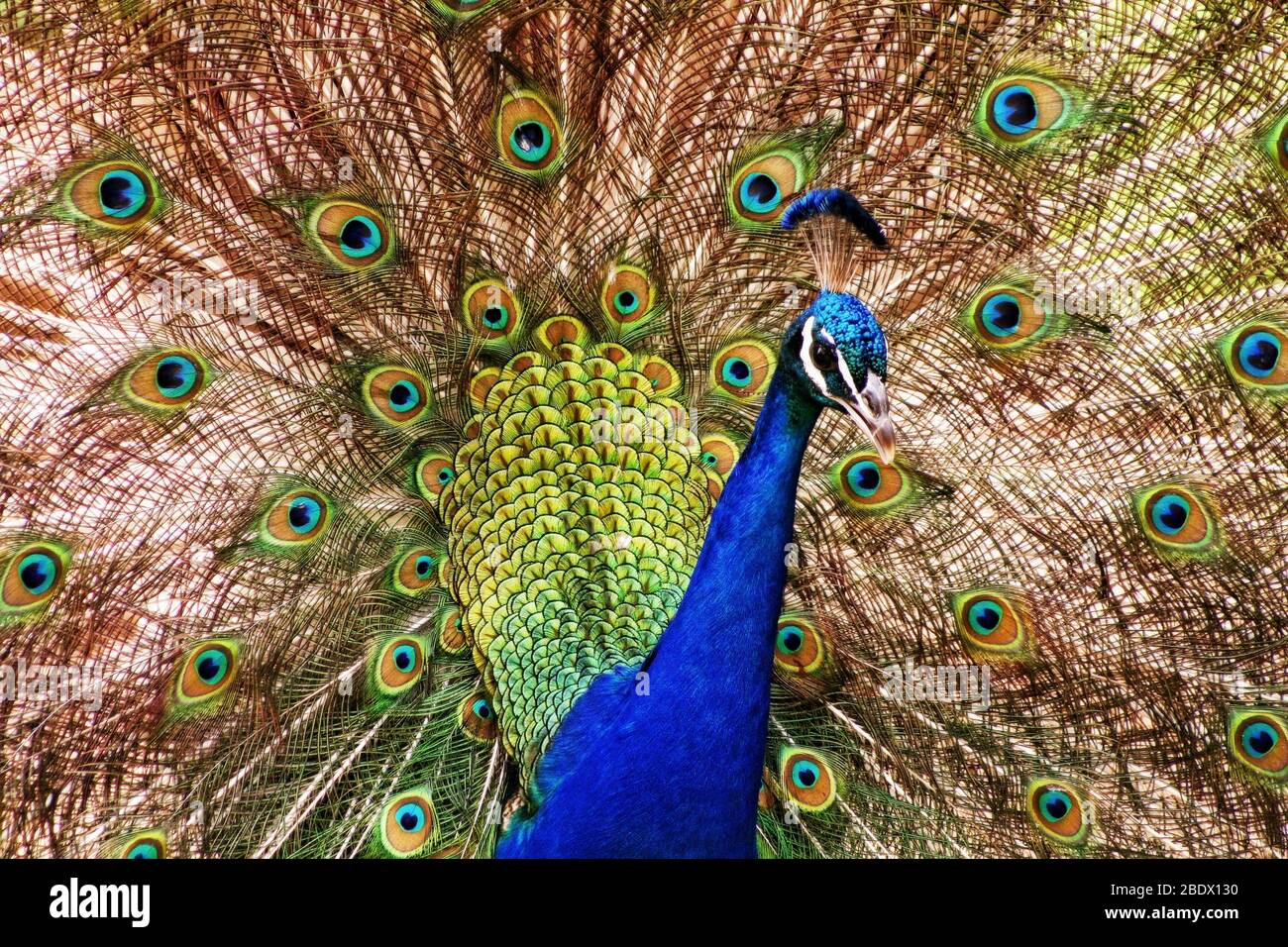 Peacock close up Banque D'Images