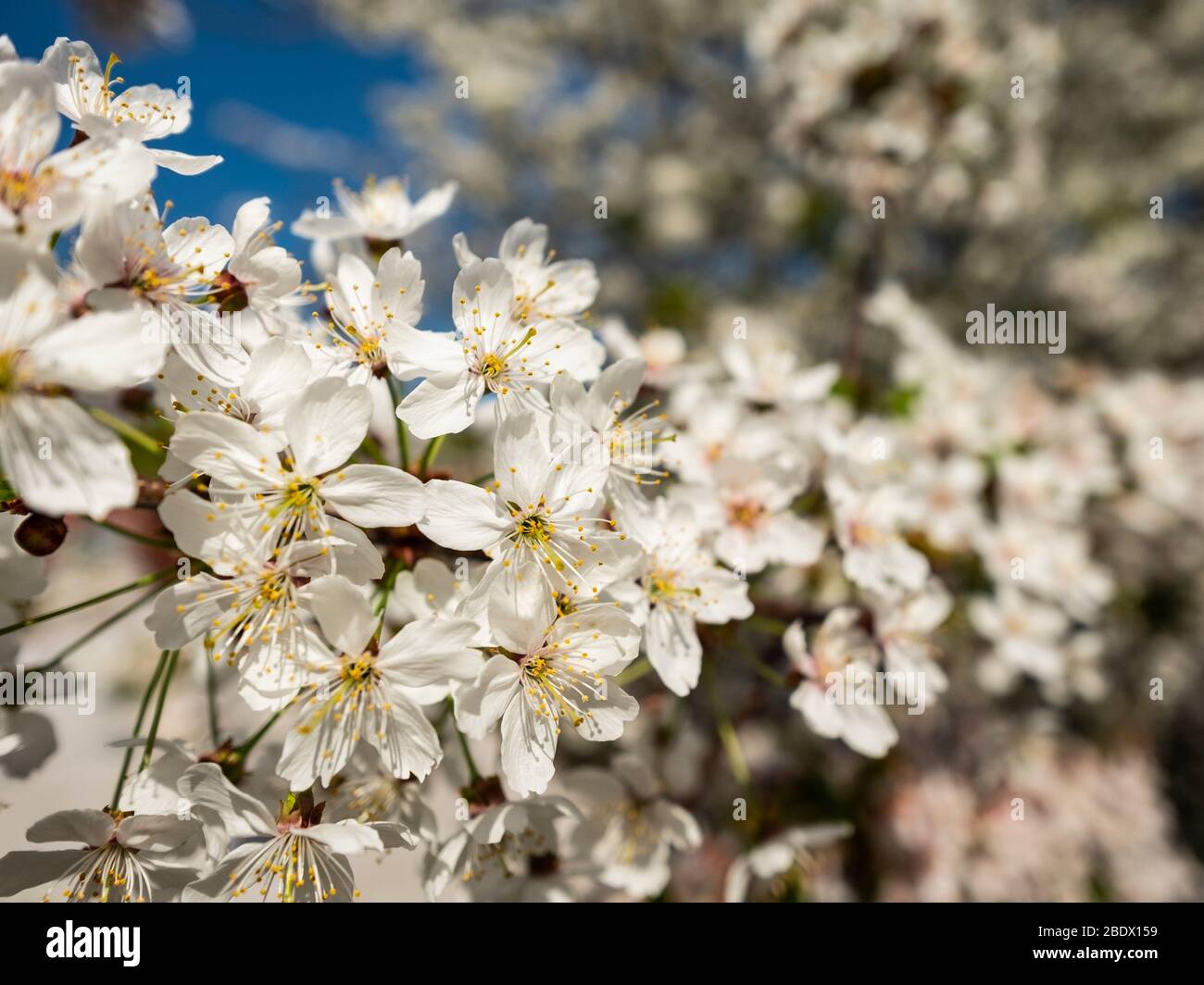 La fleur d'un cerisier fleuri sur l'exposition complète à Londres lors d'une journée de printemps lumineuse Banque D'Images