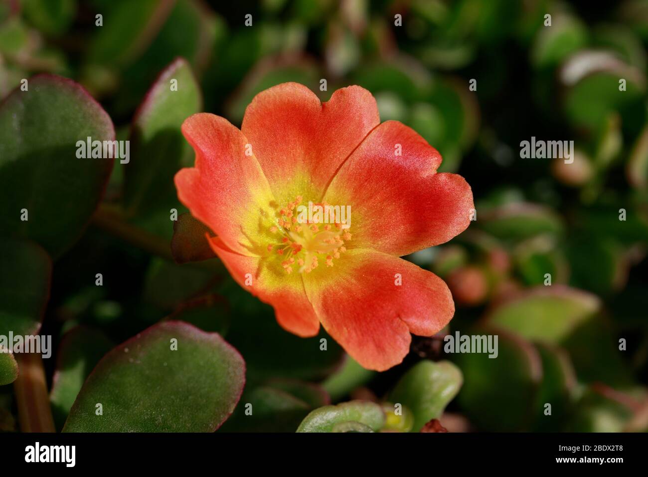 Fleur de Portulaca. Banque D'Images