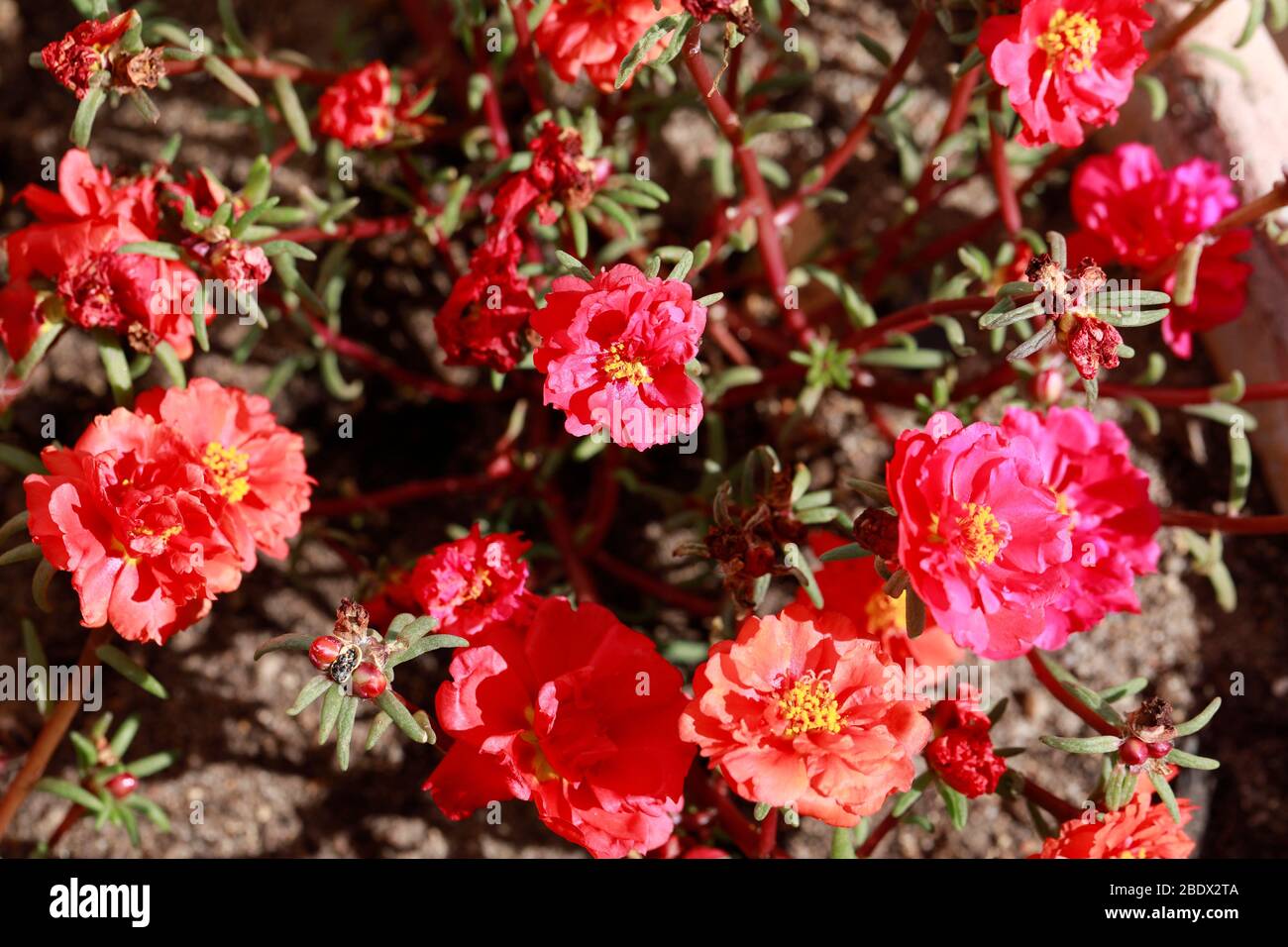 Portulaca vygie (Portulaca grandiflora) également connu sous le nom de Purslane, Moss Rose , croissant en conteneur. Banque D'Images