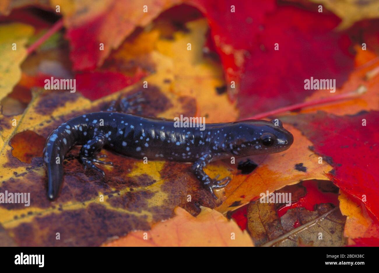 Salamandre de Jefferson Banque D'Images