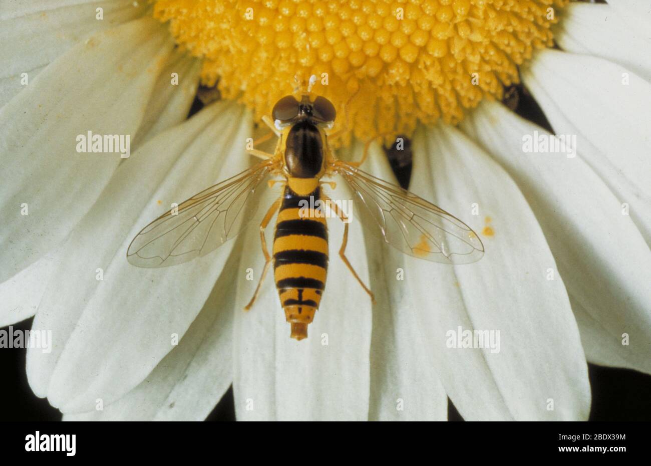 Vol syrphid Banque D'Images
