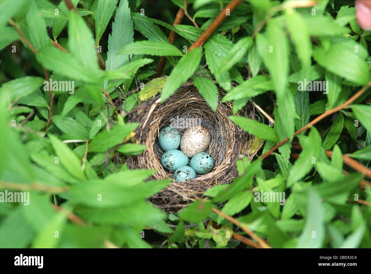 Nid d'oiseau avec un oeuf de cowbird Banque D'Images