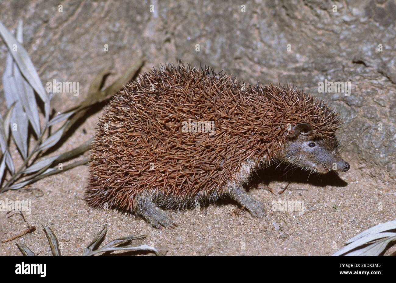 Moindre Hedgehog-trec Banque D'Images